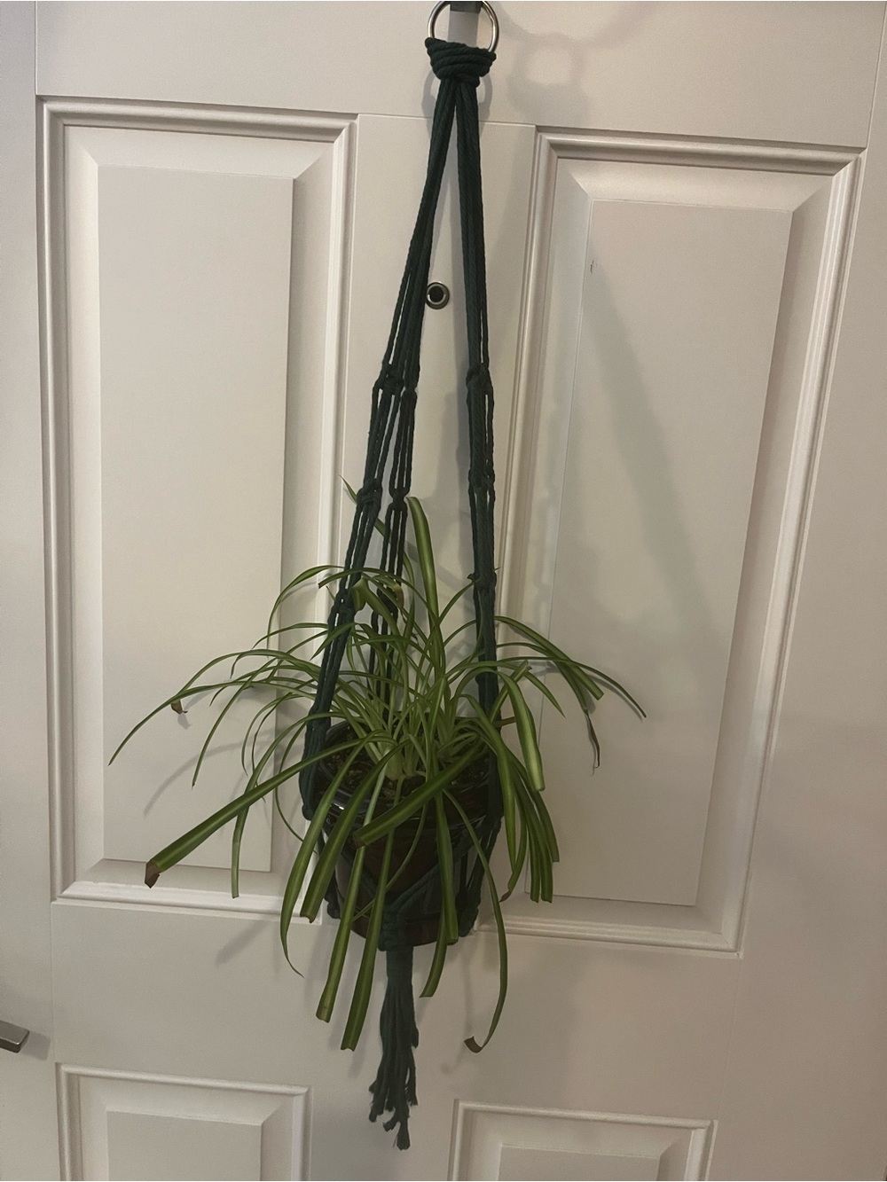 Handmade Dark Green Macrame Plant Hanger. Plant not included.